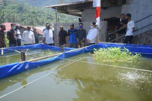 Dorong Ekonomi Masyarakat, Karang Taruna Sawahlunto Kelola Usaha Budidaya, Jahe 110 Merah dan Ikan Nila