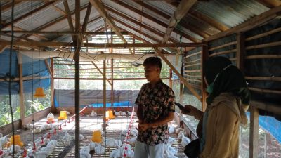 Hari Kelima Puasa, Pedagang Ayam Potong di Sipora Utara Panen Pembeli